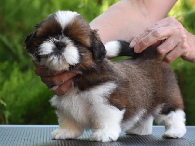 Shih Tzu puppy for sale