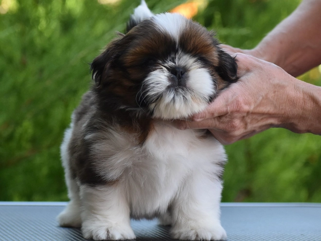 Shih Tzu puppy for sale