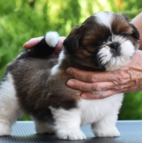 Shih Tzu Welpe kaufen
