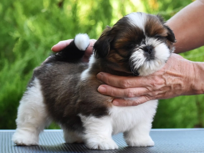 Shih Tzu puppy for sale