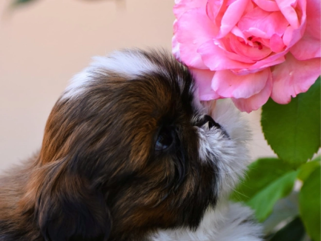 Shih Tzu puppy for sale