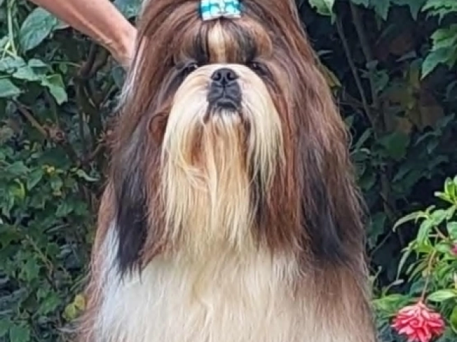 Shih Tzu puppy for sale