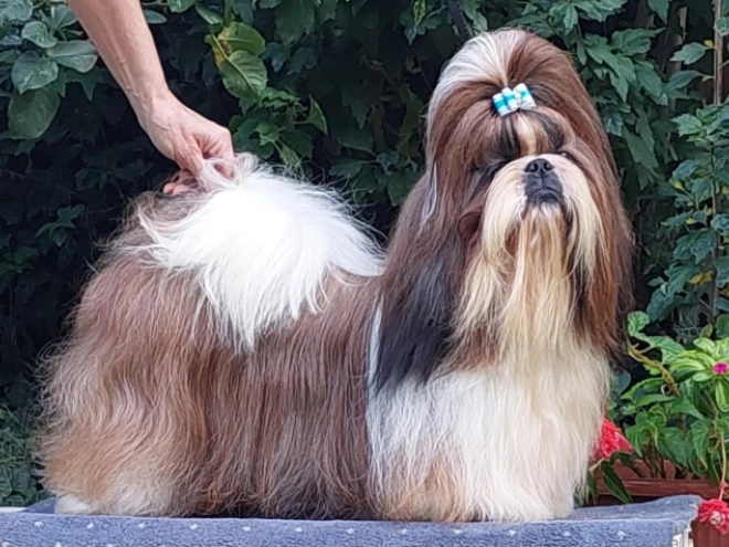 Shih Tzu puppy for sale