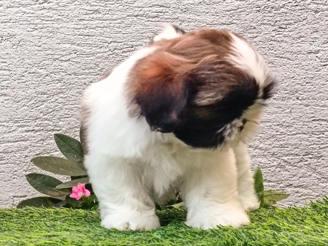 Perros Shih Tzu en venta