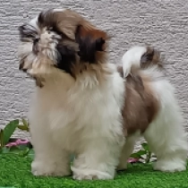 Xosha, golden and white Shih Tzu for sale