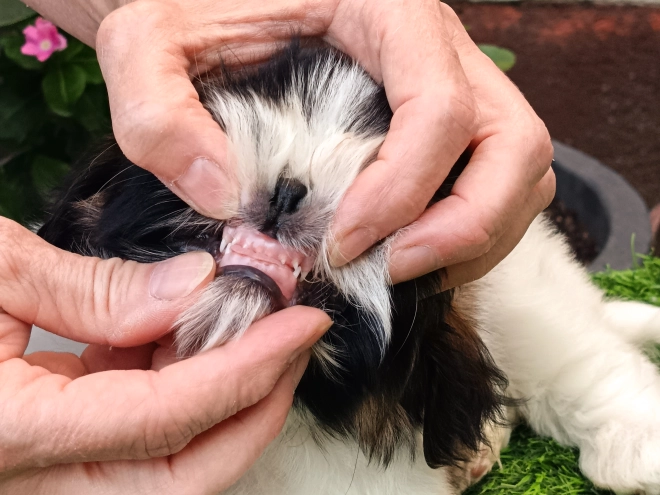 Perros Shih Tzu en venta