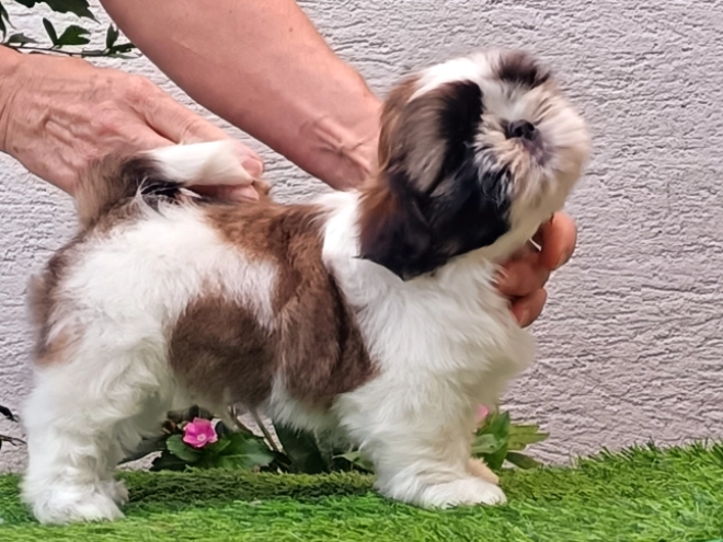 Perros Shih Tzu en venta