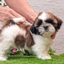 Xosha, golden and white Shih Tzu for sale