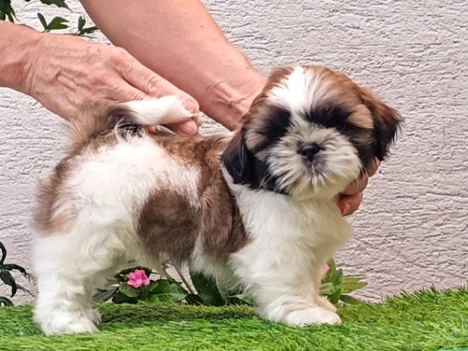 Perros Shih Tzu en venta