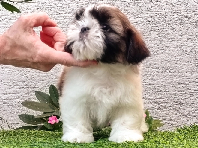 Perros Shih Tzu en venta