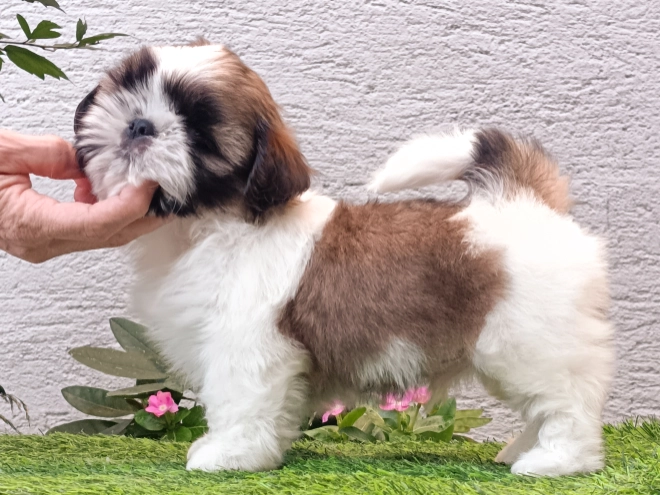 Perros Shih Tzu en venta