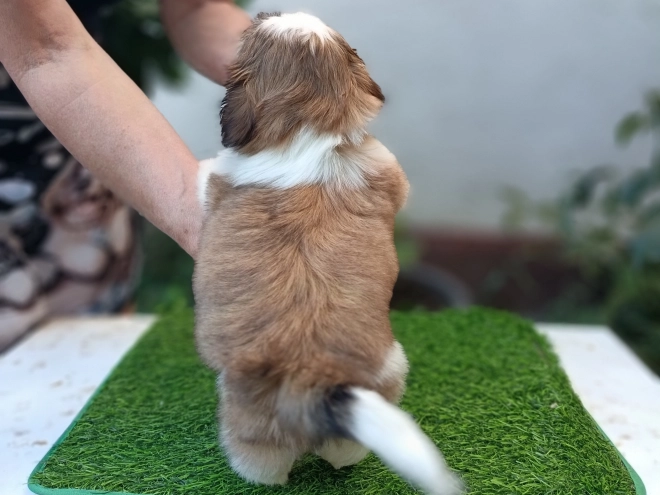 Perros Shih Tzu en venta
