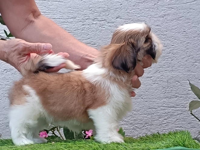 Perros Shih Tzu en venta