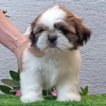 Xymo, golden and white Shih Tzu for sale