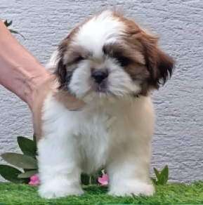 Perros Shih Tzu en venta