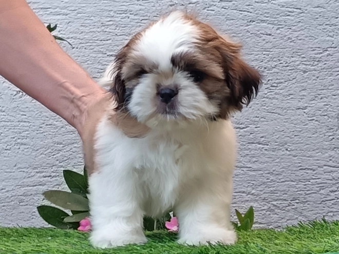 Perros Shih Tzu en venta