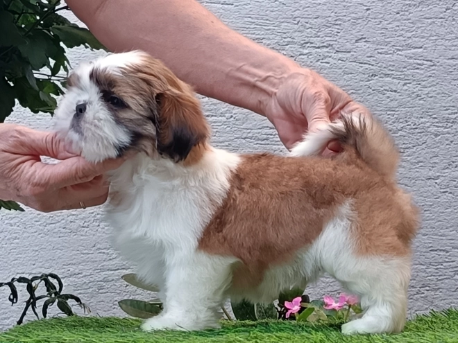 Perros Shih Tzu en venta