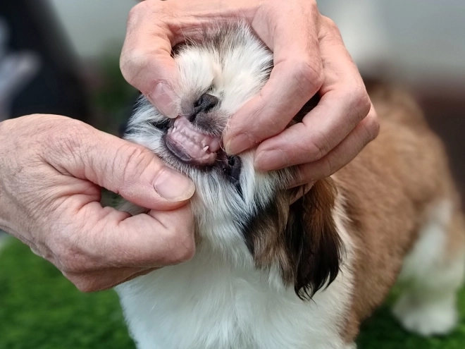 Perros Shih Tzu en venta