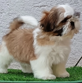 Shih Tzu puppy for sale