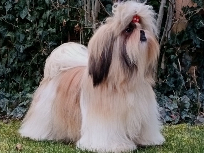 Perros Shih Tzu en venta