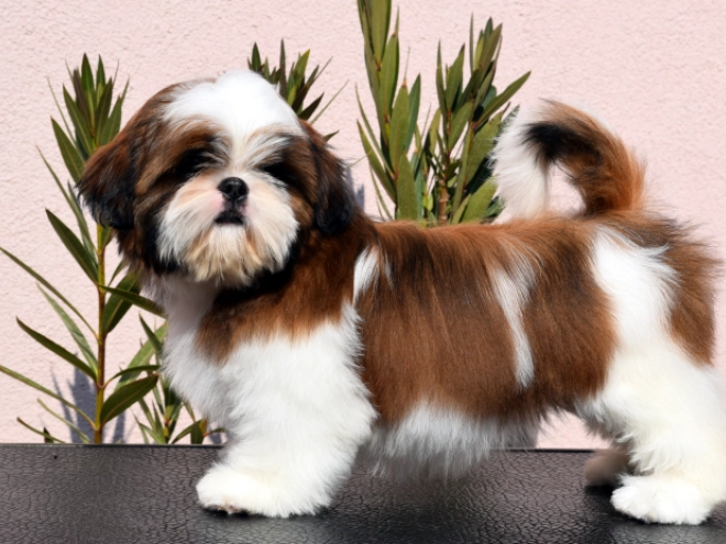 Shih Tzu puppy for sale