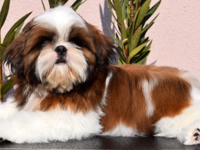 Shih Tzu puppy for sale