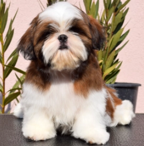 Shih Tzu puppy for sale