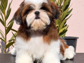 Shih Tzu puppy for sale