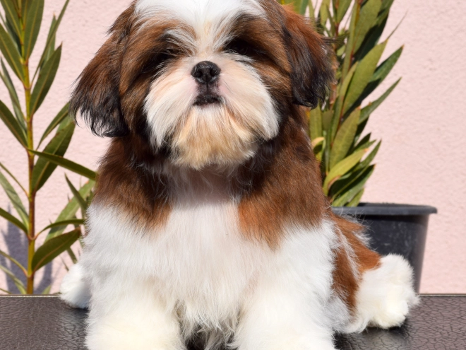 Shih Tzu puppy for sale
