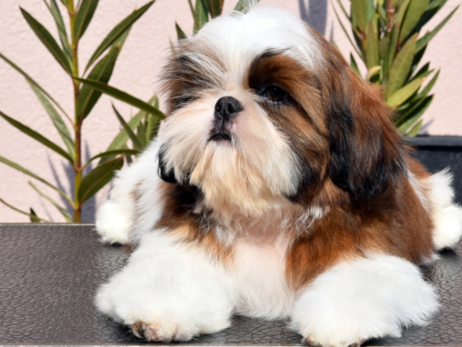 Shih Tzu puppy for sale