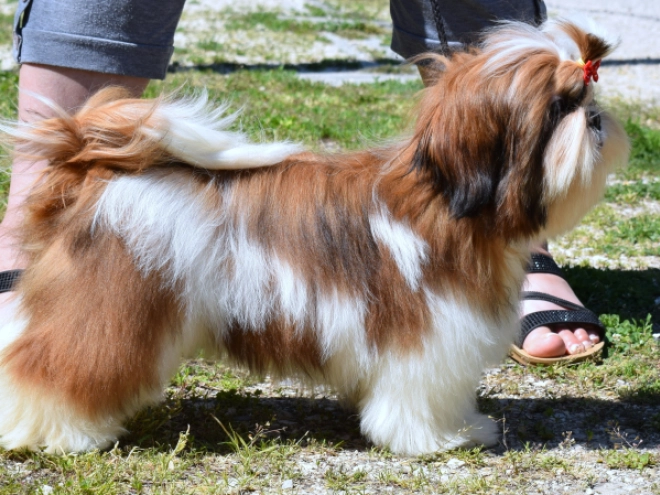 Shih Tzu puppy for sale