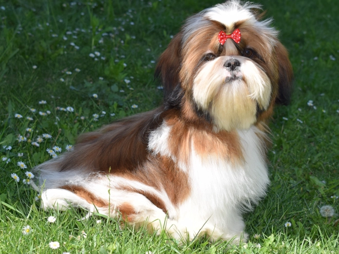 Shih Tzu puppy for sale