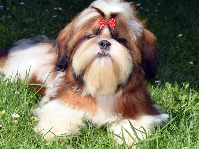 Shih Tzu puppy for sale
