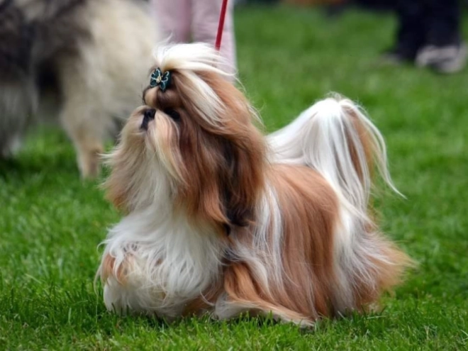 Shih Tzu puppy for sale