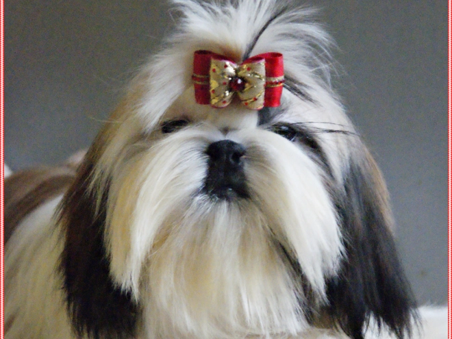 Shih Tzu Welpe zu verkaufen