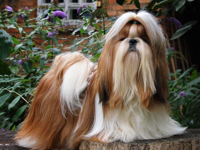 Shih Tzu Welpe zu verkaufen