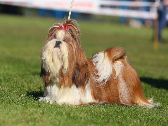 Shih Tzu Welpe zu verkaufen