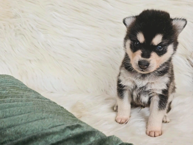 Perros Husky Siberiano en venta