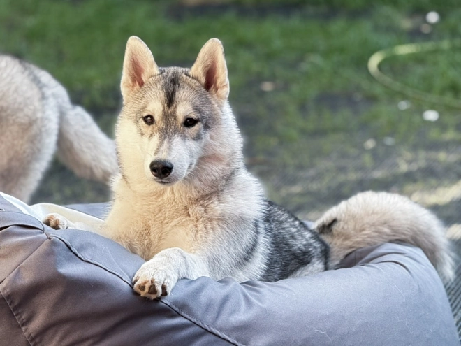 Perros Husky Siberiano en venta