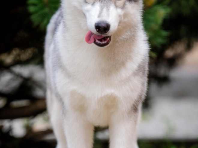 Perros Husky Siberiano en venta