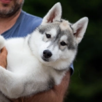 Yodel, silver and white Siberian Husky for sale