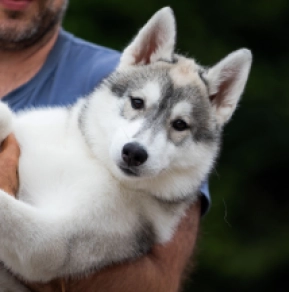 Siberian Husky puppy for sale