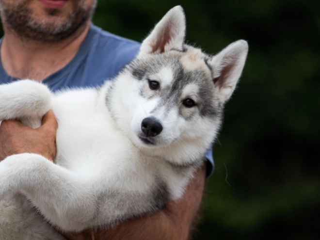 Perros Husky Siberiano en venta