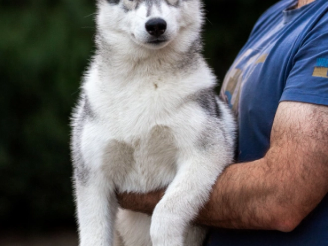 Perros Husky Siberiano en venta