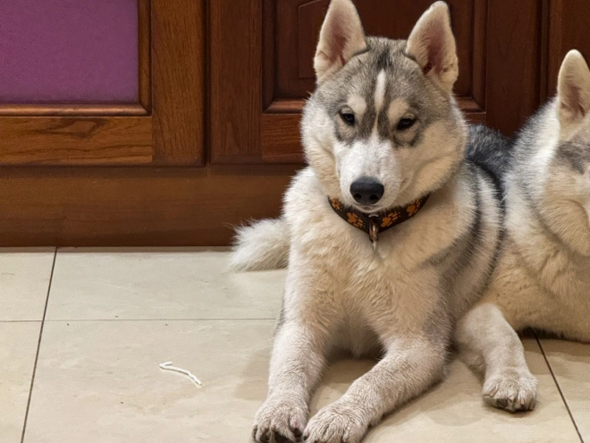 Siberian Husky puppy for sale