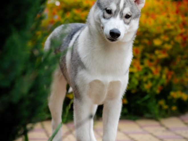 Siberian Husky puppy for sale