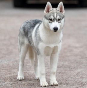 Siberian Husky puppy for sale