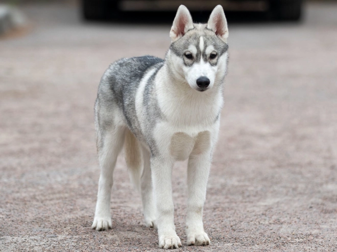 Siberian Husky puppy for sale