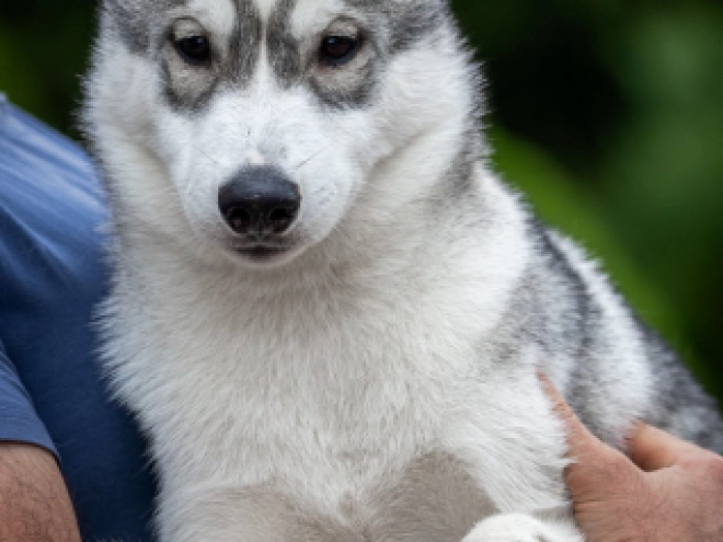Siberian Husky puppy for sale