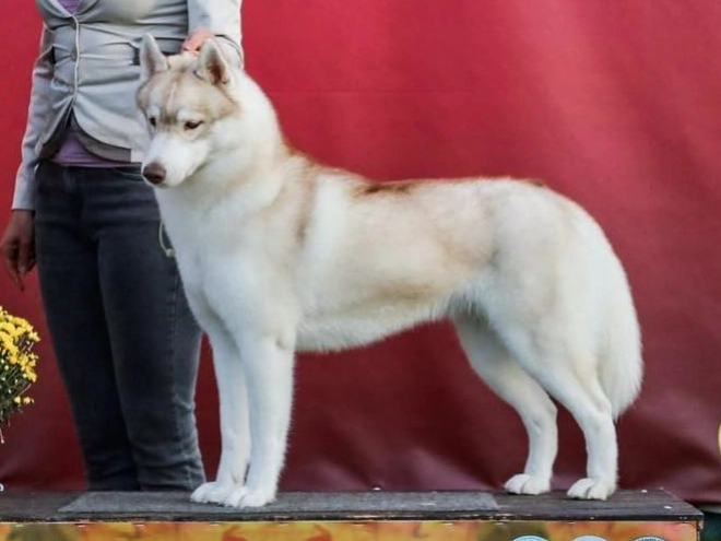 Perros Husky Siberiano en venta